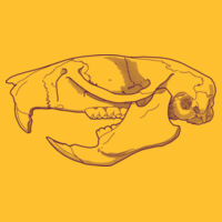 Uromys caudimaculatus - Women's Maple Tee Design