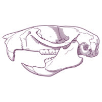 Uromys caudimaculatus - Kids / Youth Premium Tee Design
