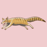 Nimbacinus dicksoni - Women's Maple Tee Design