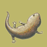 Xenobrachyops allos - Women's Maple Tee Design