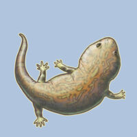 Xenobrachyops allos - Mens Staple Tee Design